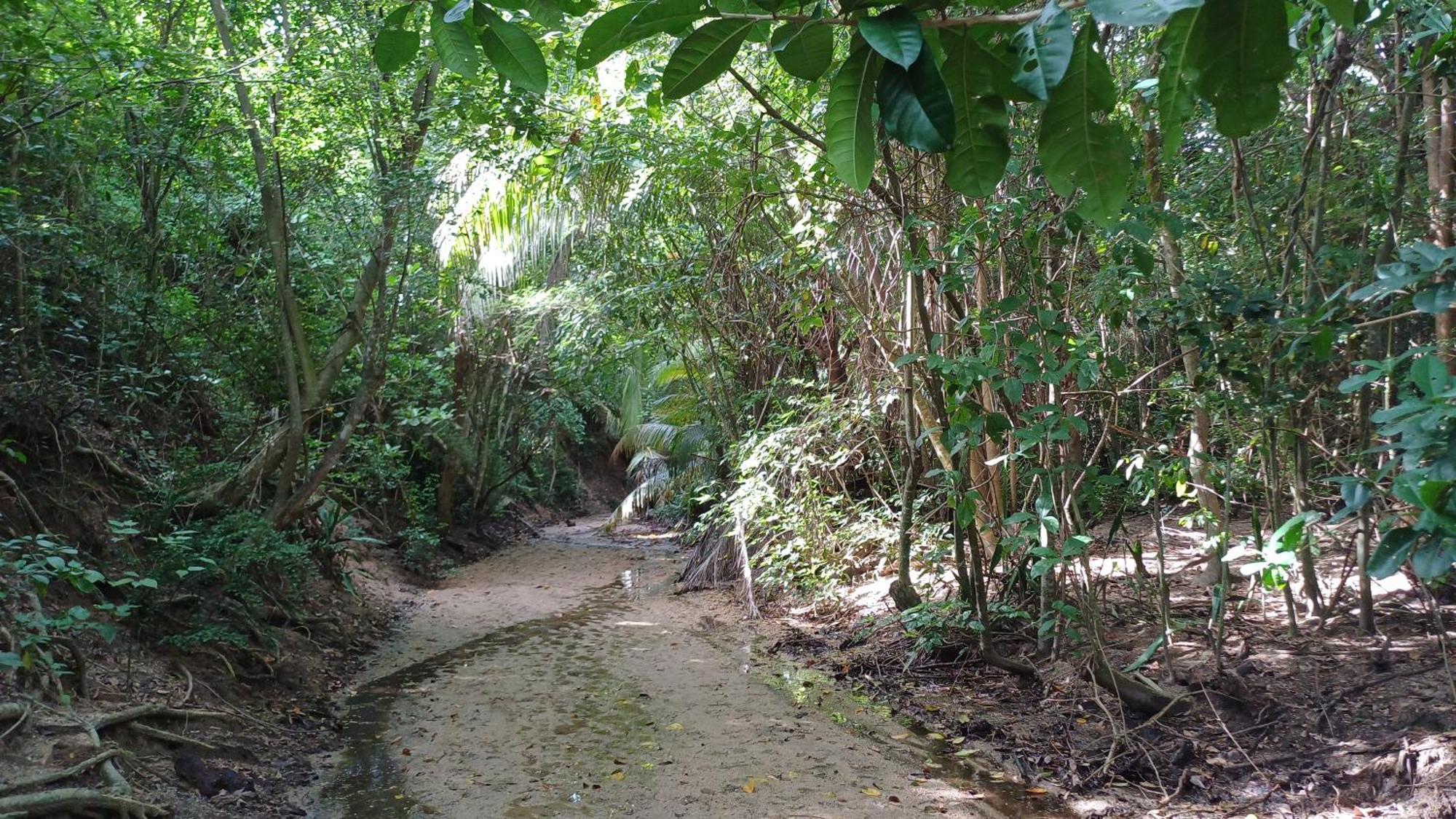 Rooster Run Glamping Camping Has Rooftop And Off The Ground Glamping Experience For 1 To 16 In A Single Tent And Views Of The Rain Forrest And To Culebra Across The Atlantic Ocean W Tents, Linens, Deluxe Air Beds, Warm Shower And More At A Great Pric 비에케스 외부 사진