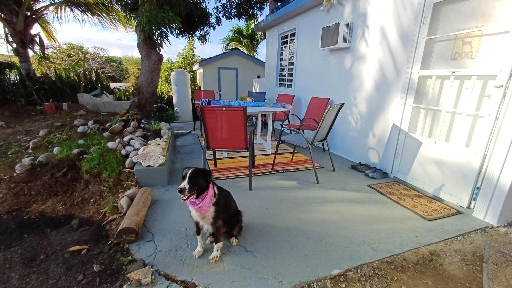Rooster Run Glamping Camping Has Rooftop And Off The Ground Glamping Experience For 1 To 16 In A Single Tent And Views Of The Rain Forrest And To Culebra Across The Atlantic Ocean W Tents, Linens, Deluxe Air Beds, Warm Shower And More At A Great Pric 비에케스 외부 사진