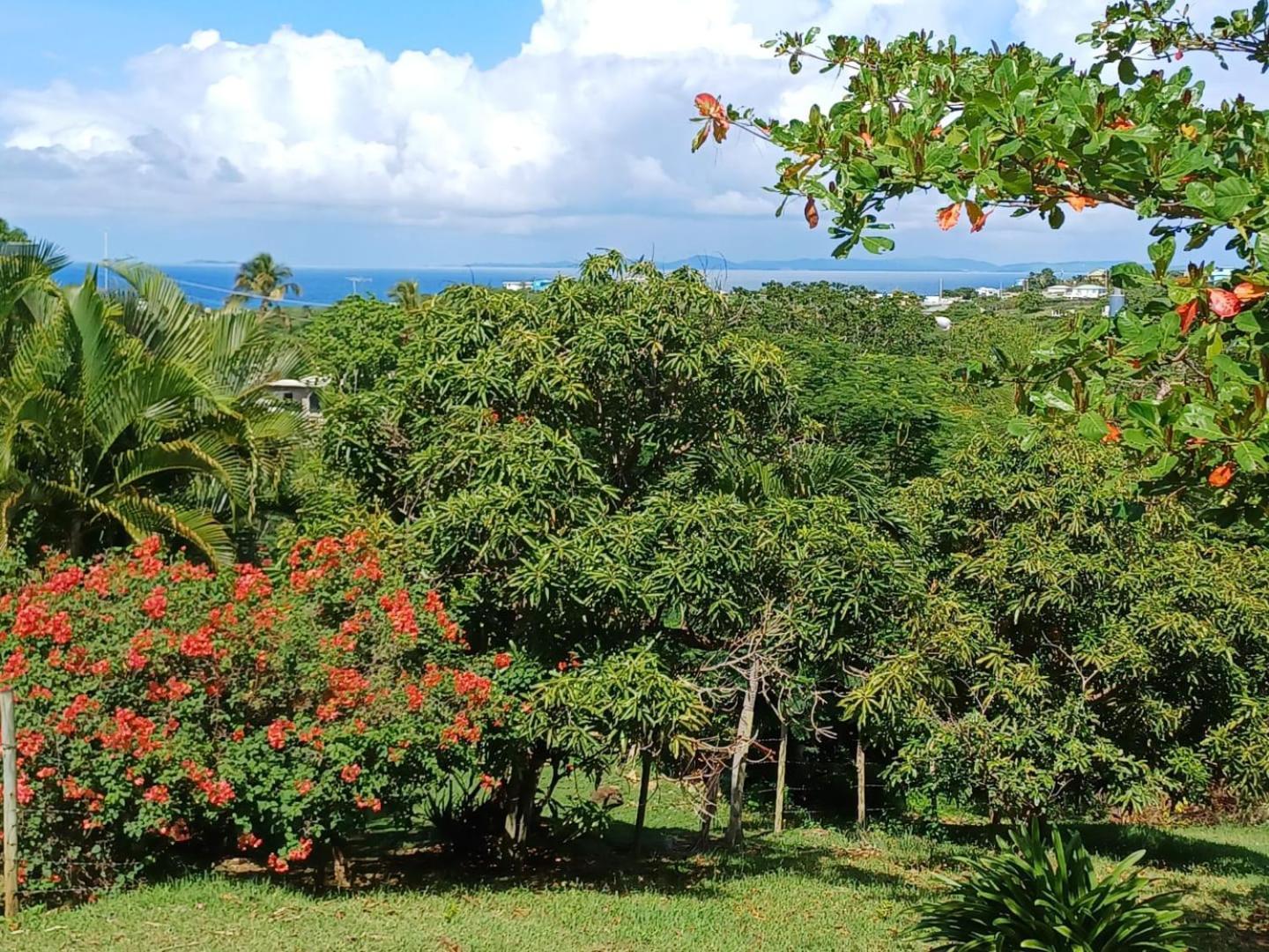 Rooster Run Glamping Camping Has Rooftop And Off The Ground Glamping Experience For 1 To 16 In A Single Tent And Views Of The Rain Forrest And To Culebra Across The Atlantic Ocean W Tents, Linens, Deluxe Air Beds, Warm Shower And More At A Great Pric 비에케스 외부 사진
